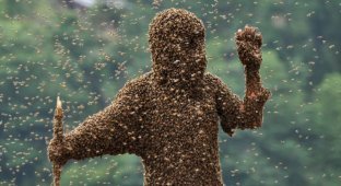 Костюм из 26 килограмм пчёл (6 фото)