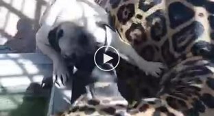 Бесстрашный мопс нападает на очень терпеливого ягуара