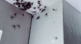 Теперь это наш дом: комнату женщины из Сиднея заполонили смертоносные пауки-охотники (4 фото + видео)