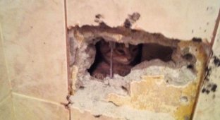 Провалившийся в вентиляционную шахту котенок второй раз вынуждает ремонтировать стену (3 фото)
