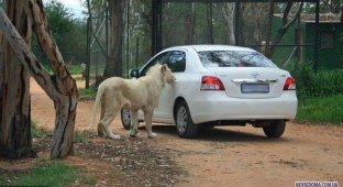 Лев, открывающий двери авто (5 фото)