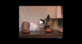 Человек против Собаки по поеданию еды