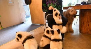 В Китае владелец кафе перекрасил щенков в панд, чтобы выделиться на фоне конкурентов (2 фото + видео)