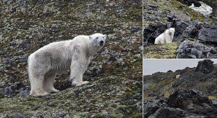 Белых медведей губит глобальное потепление: фотосвидетельства (11 фото)