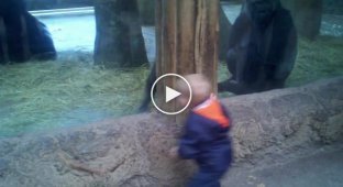 Детеныш гориллы играет с ребенком в прятки