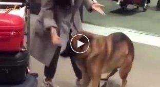 Пес встречает хозяйку в аэропорту