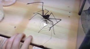 Страшный паук