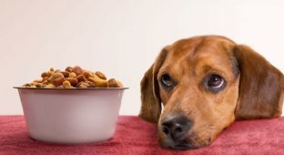 Почему собакам нельзя давать кошачий корм? (3 фото)