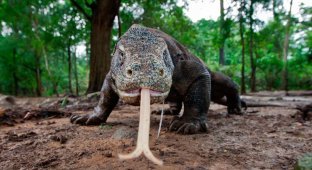 Тень динозавров. комодский дракон — самая крупная ящерица современности (20 фото)