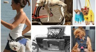 Удивительные способы перевозки и переноски собак (32 фото)
