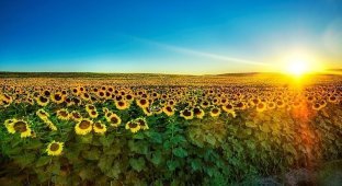 История подсолнечника — «цветка солнца» (20 фото)