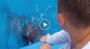 Виноваты родители! В Одессе дельфин укусил мальчика