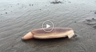 Огромный морской моллюск ловко спрятался в песок от назойливого учёного
