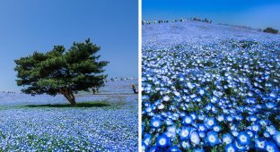4,5 миллиона немофил на полях Хитачи-парка в Японии (9 фото)