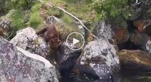 Знакомство с водой потерявшего маму медвежонка