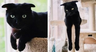 Очаровательная генетическая причуда: кот со странными ушами (12 фото)