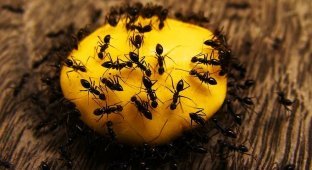 10 фактов о муравьях (3 фото)