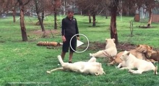 Тигр спас работника зоопарка от леопарда 