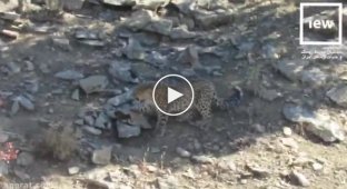 Персидский леопард, забравшись на дерево, спасся от собак в Иране - видео
