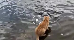 Настоящий кот-рыболов словил рыбку