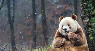 Кизай - уникальная и единственная коричневая панда в мире (7 фото)