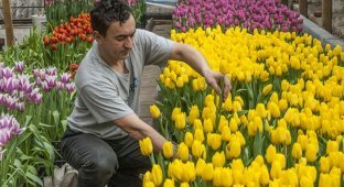 Предприниматель из Белгородской области вырастил 8000 тюльпанов на крыше своего дома (8 фото)
