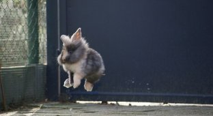 Прыгающие кролики (21 фото)