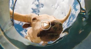 Видеокамера на дне ведра с водой сняла любопытные кадры с пьющими животными