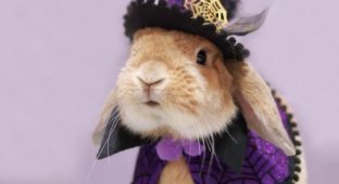 Самый стильный кролик Пэй-Пэй покоряет Instagram (16 фото)