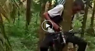 Индийский фермер собрал моторизированное устройство для подъема на деревья