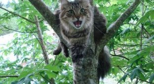 Как легко и быстро снять кота с дерева (2 фото)