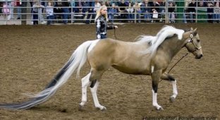 Самый длинный лошадинный хвост (4 фото)