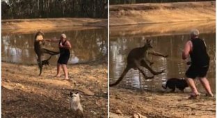 Только в Австралии: кенгуру сбил с ног мужчину, который решил с ним побороться (4 фото + 2 видео)