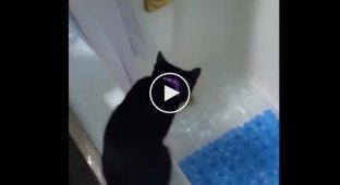 Первое знакомство кота с водой в ванной