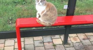 Люди создали из автобусной остановки мемориал кошке,которая была жестоко убита (7 фото)