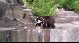 В Варшаве пьяный турист попытался утопить медведицу