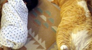 Толстый кот и ребенок (4 фото)