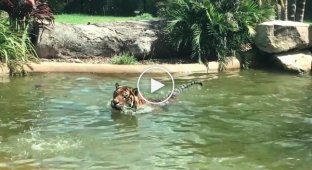 Бесстрашная утка троллит тигра, купающегося в пруду