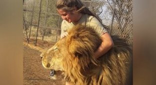 В ЮАР львы растерзали 21-летнюю девушку (5 фото)