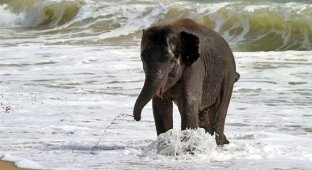 Слоненок освежился (7 фото)