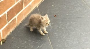 Парень забрал маленькую кошку с улицы (9 фото)