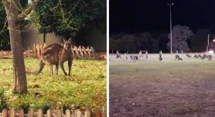 Десятки кенгуру оккупировали пригород столицы Австралии (7 фото + 1 видео)