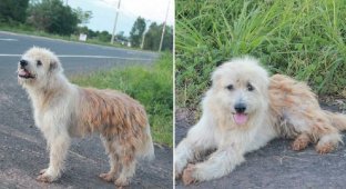 Новый Хатико: собака четыре года прождала хозяев на трассе (5 фото + 1 видео)