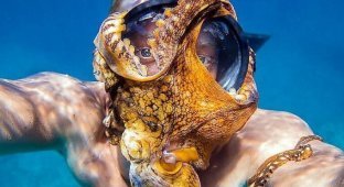 Любопытный осьминог, присосавшись к маске дайвера, принял участие в подводном селфи (6 фото)