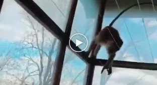 Контрабандная обезьяна сбежала от таможенников и устроила дебош на балконе