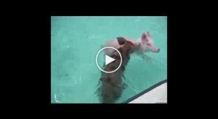 Местные свинки плавают в воде