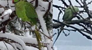 Улетевшая летом 2014-го от хозяина тропическая птица пережила пять норвежских зим (5 фото)