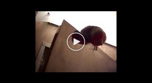 Правильный домик для попугая