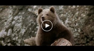 Медвежонок спасается от пумы