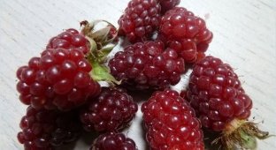 Малоизвестные гибриды фруктов, ягод и овощей (10 фото)
